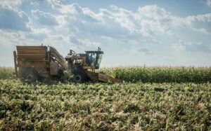 Csemegekukorica betakaratítása Debrecen határában